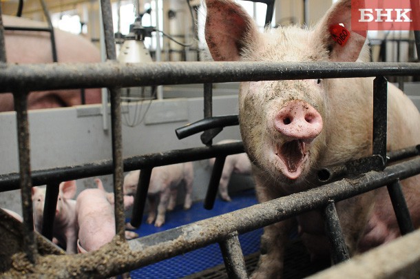 Африканская чума свиней подобралась к Кировской области